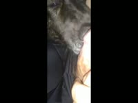 Any advice on how to anal fuck a fixed female dog